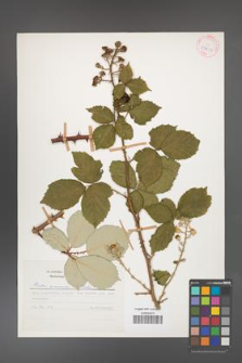 Rubus armeniacus [KOR 53811]