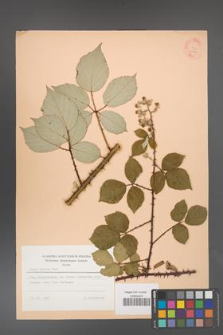 Rubus bifrons [KOR 53800]