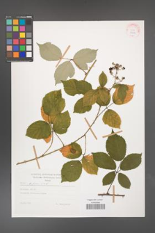 Rubus bifrons [KOR 29204]