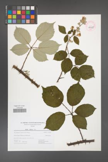 Rubus bifrons [KOR 44668]