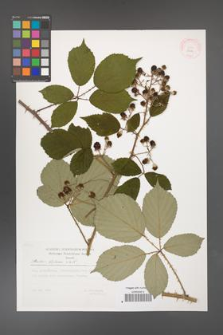 Rubus bifrons [KOR 29511]