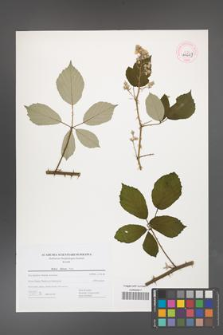 Rubus bifrons [KOR 44669]