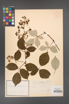Rubus bifrons [KOR 18481]