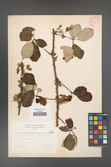 Rubus bifrons [KOR 5763]