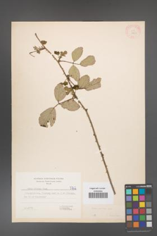 Rubus bifrons [KOR 5762]