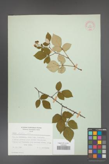 Rubus bifrons [KOR 53798]