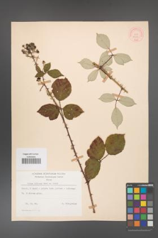 Rubus bifrons [KOR 53797]