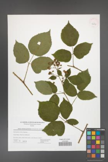 Rubus bohemo-polonicus [KOR 42830]