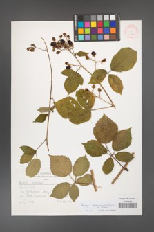 Rubus bohemo-polonicus [KOR 31540]