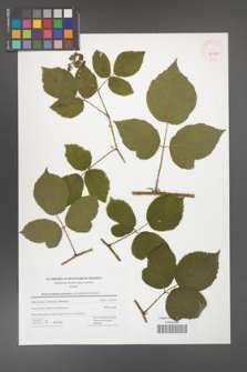 Rubus bohemo-polonicus [KOR 42795]