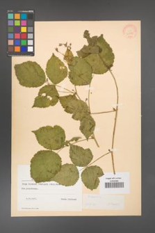 Rubus caesius [KOR 31068]
