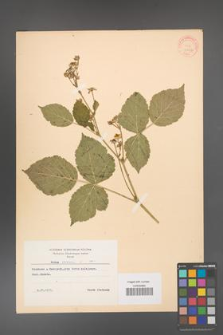 Rubus caesius [KOR 31047]