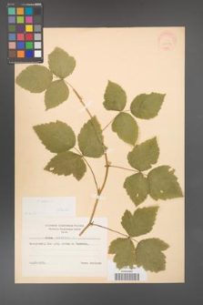 Rubus caesius [KOR 31053]