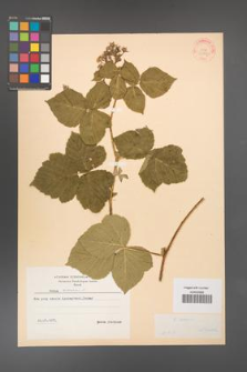 Rubus caesius [KOR 31067]