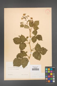 Rubus caesius [KOR 31043]