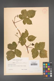 Rubus caesius [KOR 31072]