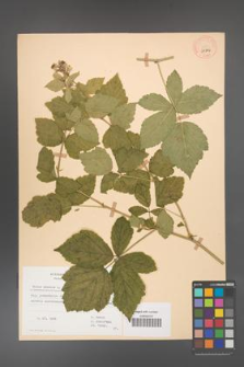 Rubus caesius [KOR 29846]
