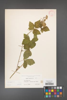Rubus caesius [KOR 31094]