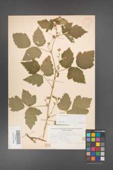 Rubus caesius [KOR 31116]