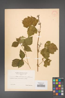 Rubus caesius [KOR 31070]