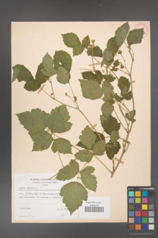 Rubus caesius [KOR 29843a]
