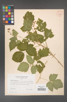 Rubus caesius [KOR 29852]