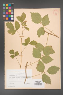 Rubus caesius [KOR 29827]