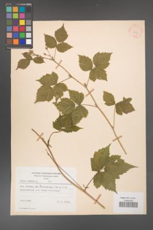Rubus caesius [KOR 27927]