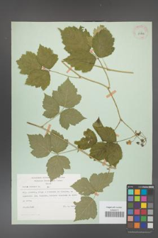 Rubus caesius [KOR 29823]