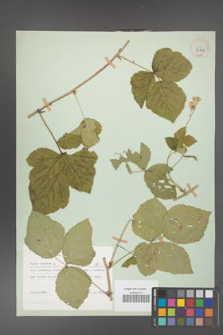 Rubus caesius [KOR 29824]