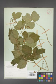 Rubus caesius [KOR 27918]