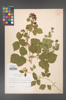 Rubus caesius [KOR 29839]