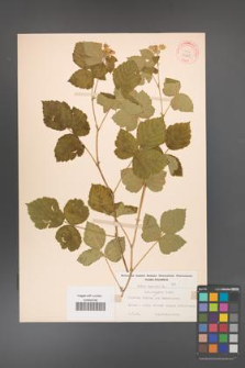 Rubus caesius [KOR 31105]