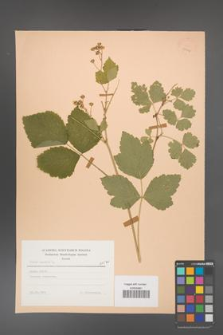 Rubus caesius [KOR 23447]