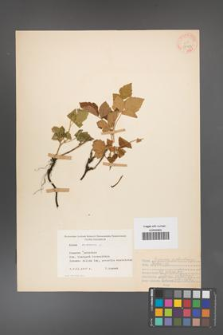 Rubus caesius [KOR 31123]