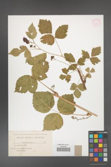 Rubus caesius [KOR 31085]