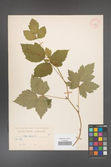 Rubus caesius [KOR 29902]