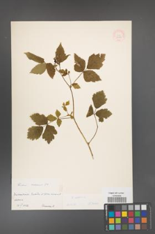 Rubus caesius [KOR 31038]