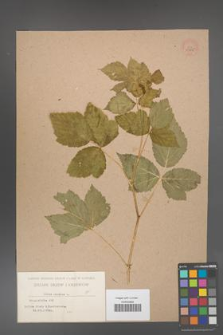 Rubus caesius [KOR 53815]