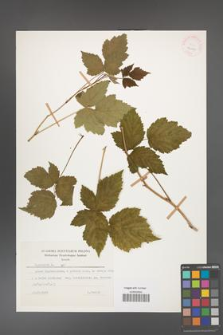Rubus caesius [KOR 26080]