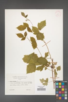 Rubus caesius [KOR 26060]