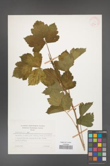 Rubus caesius [KOR 26070]