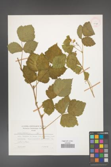 Rubus caesius [KOR 26076]