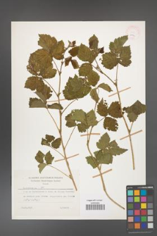 Rubus caesius [KOR 26074]