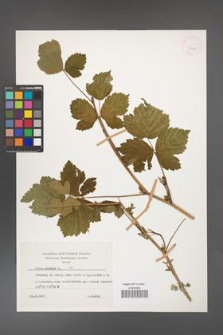 Rubus caesius [KOR 26075]