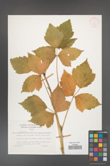 Rubus caesius [KOR 26079]