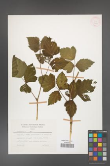 Rubus caesius [KOR 26069]