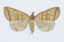 Herminia grisealis