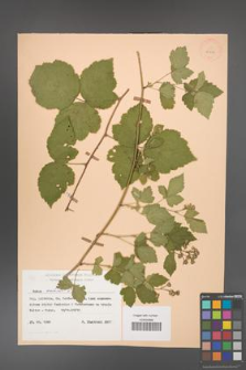 Rubus caesius [KOR 25519]