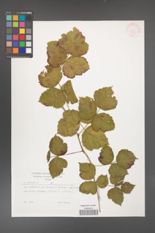 Rubus caesius [KOR 29870]